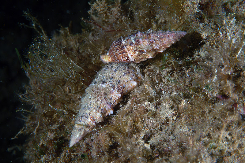 Cerithium cfr. vulgatum